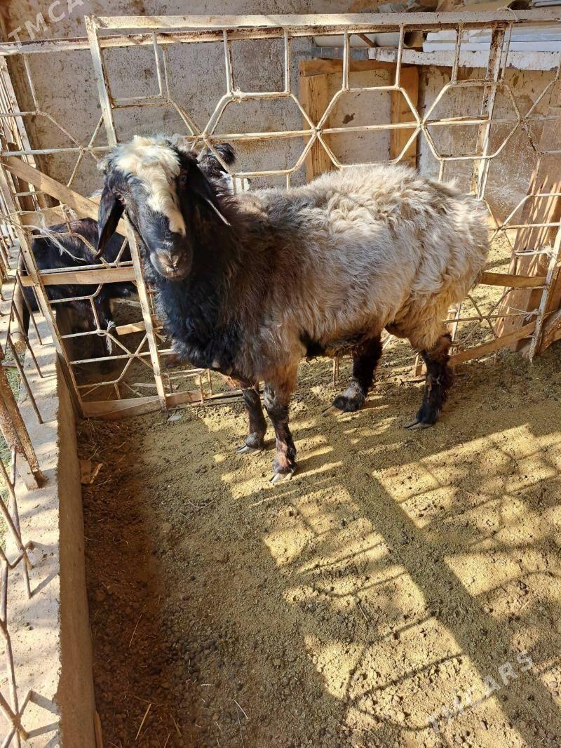 goyun - Ашхабад - img 4