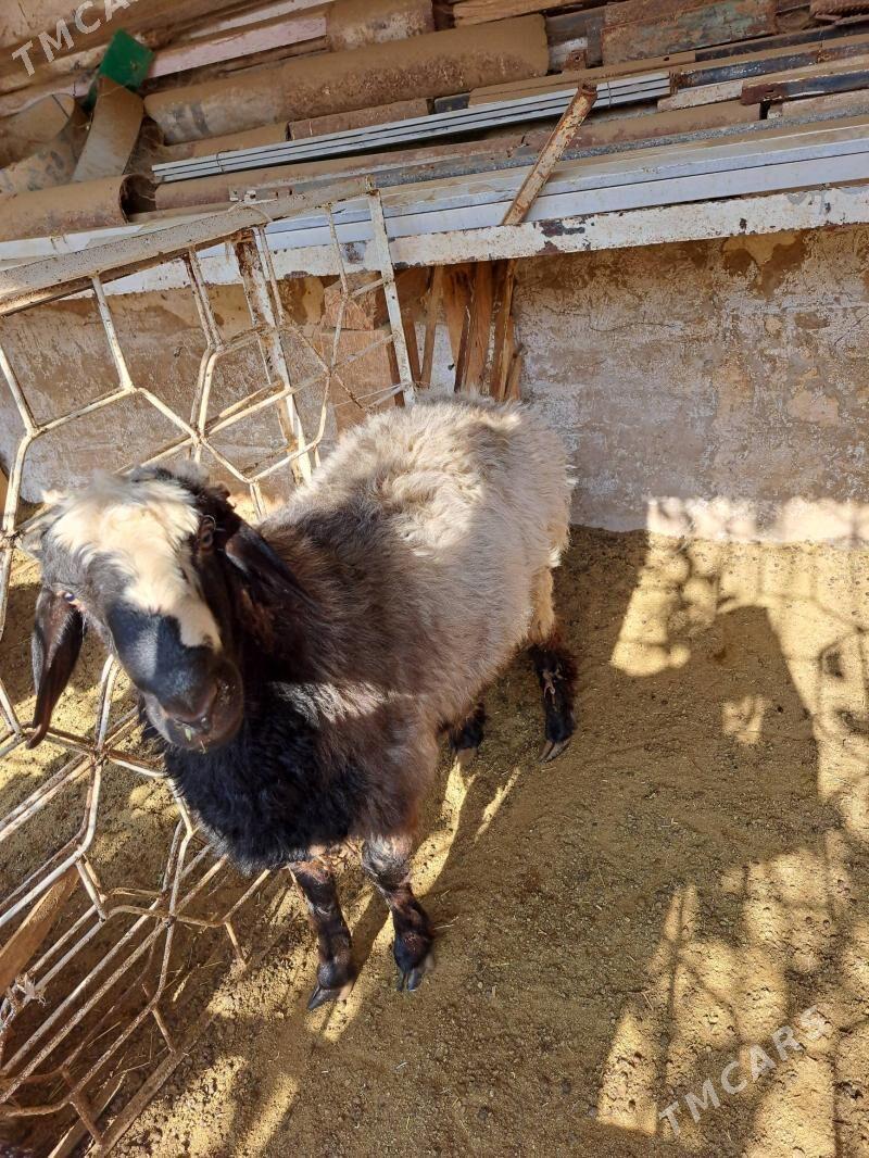 goyun - Ашхабад - img 1