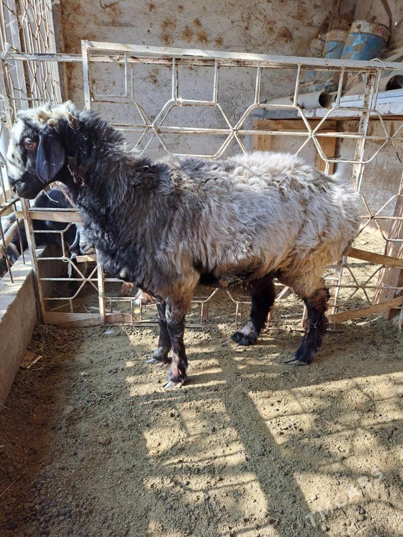 goyun - Ашхабад - img 3