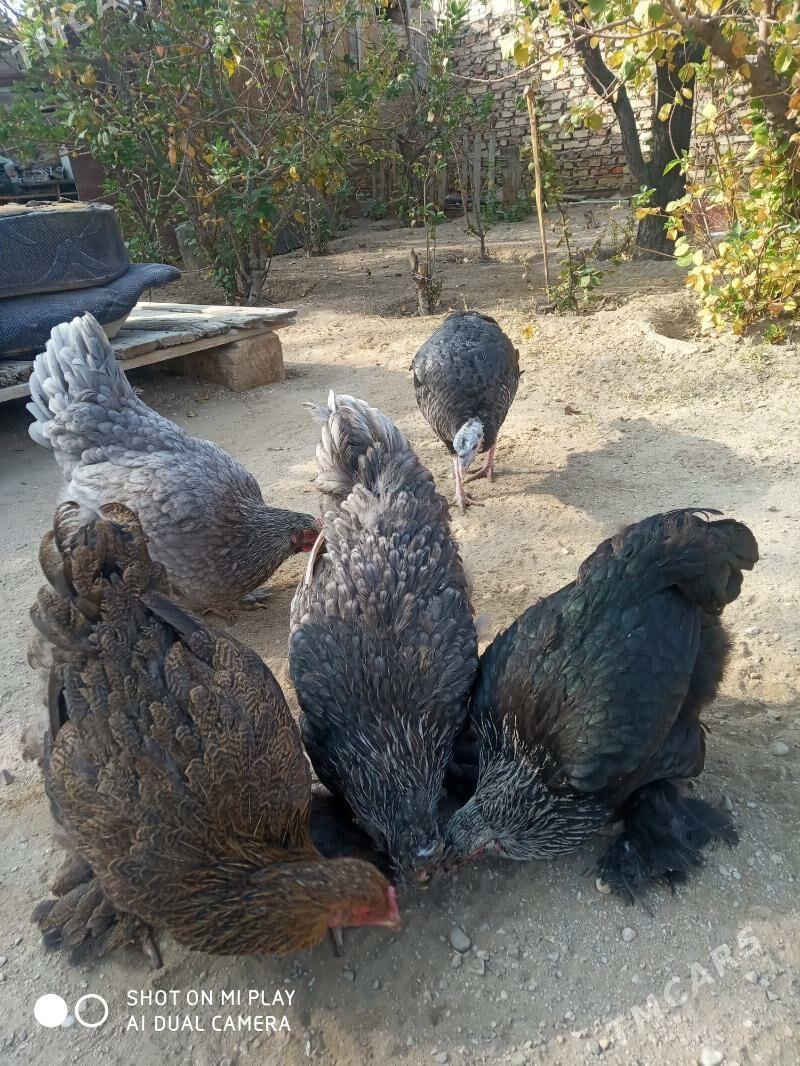 Towuk - Balkanabat - img 3