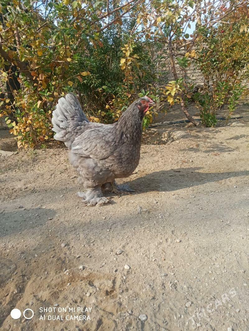 Towuk - Balkanabat - img 2