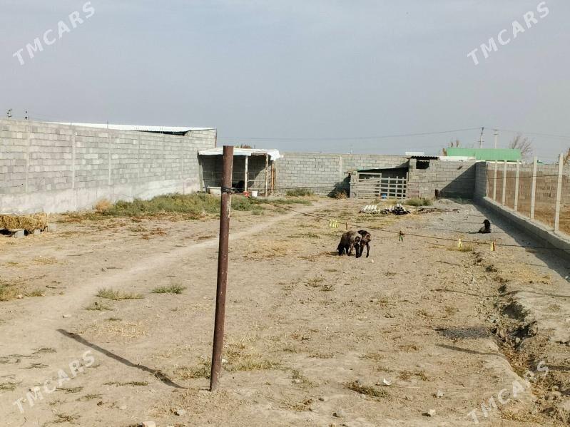 Gypjak 12.5sotak - Кипджак - img 2