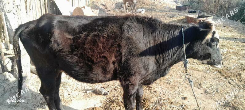 unajyn - Çärjew - img 3