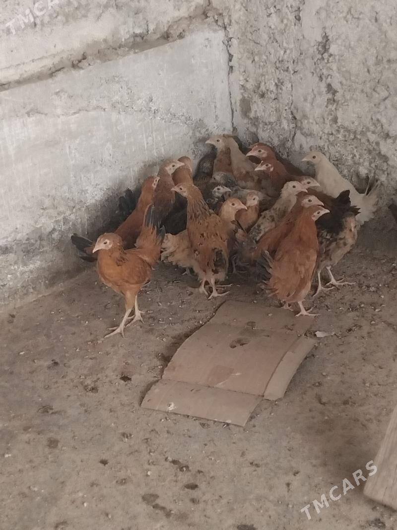 juje - Гёкдепе - img 2