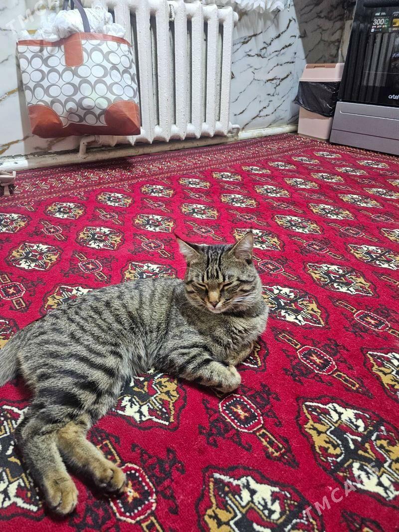 Ýigipdski mau parodny pisik - Büzmeýin - img 3