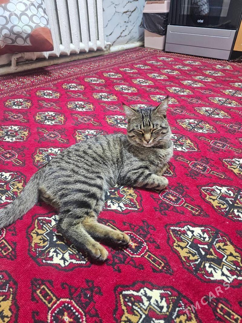 Ýigipdski mau parodny pisik - Büzmeýin - img 2