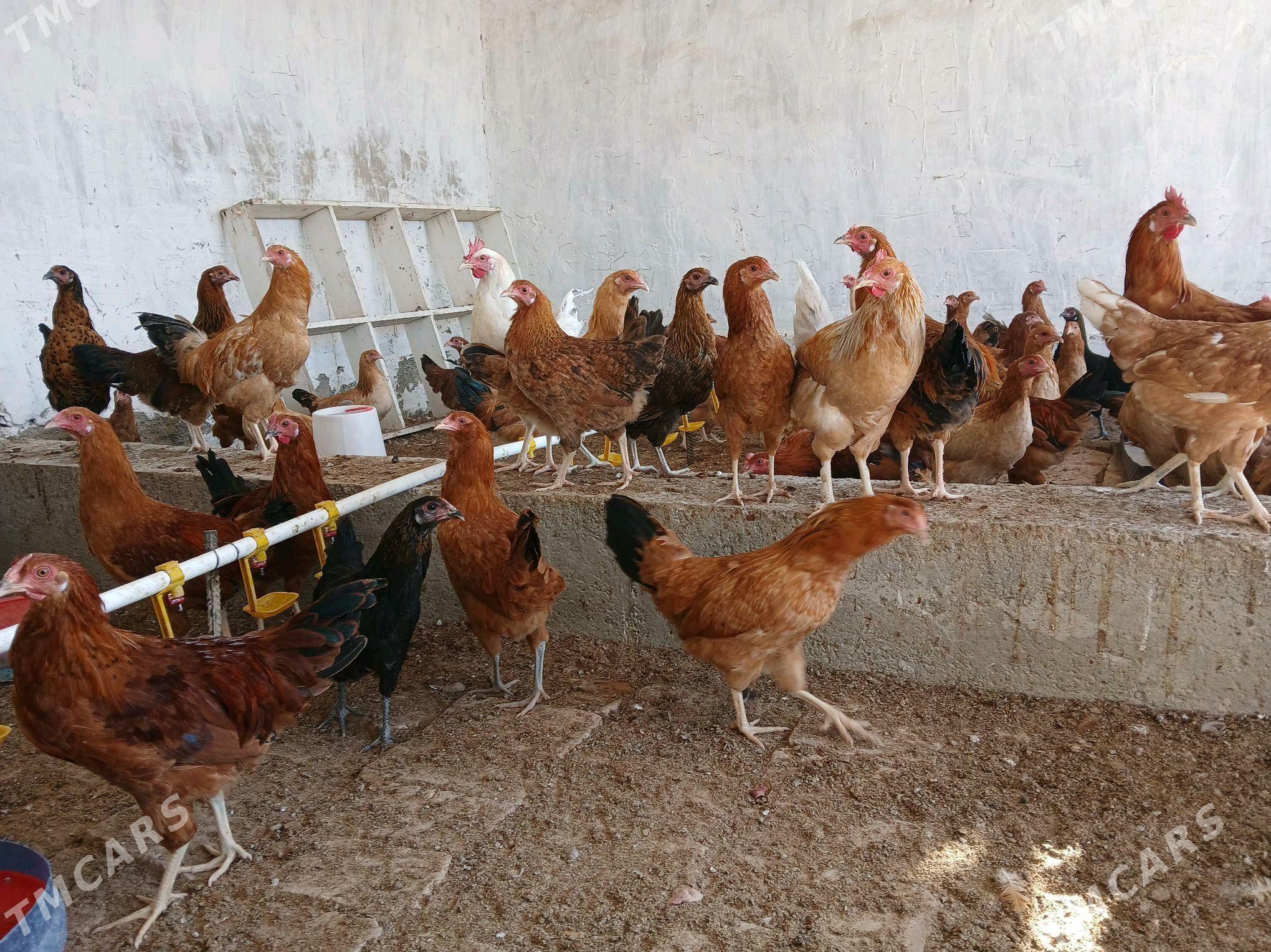 Towuk - Гёкдепе - img 2