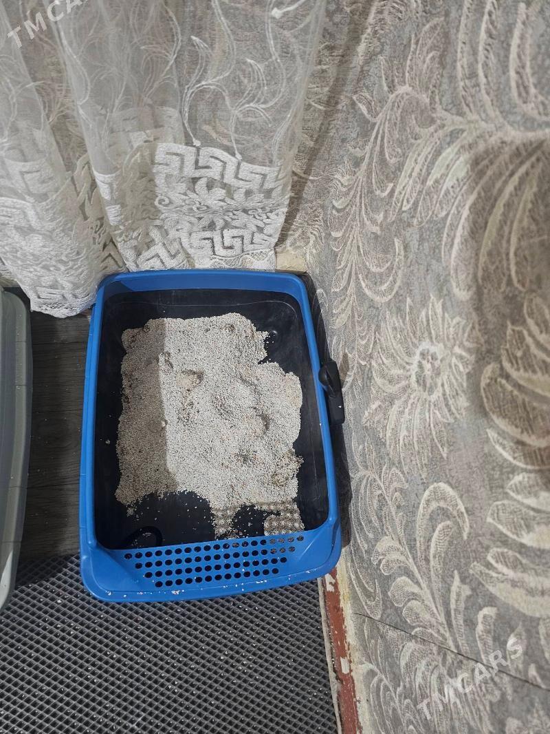 Ýigipdski mau parodny pisik - Büzmeýin - img 4