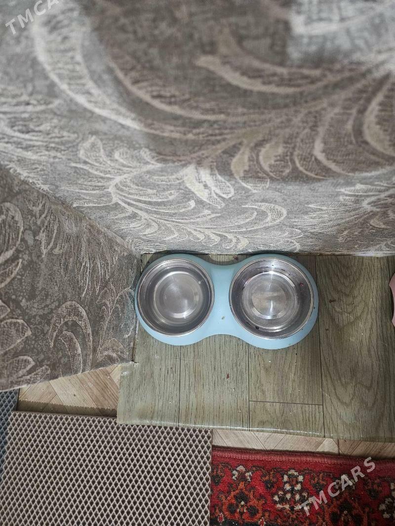 Ýigipdski mau parodny pisik - Büzmeýin - img 5