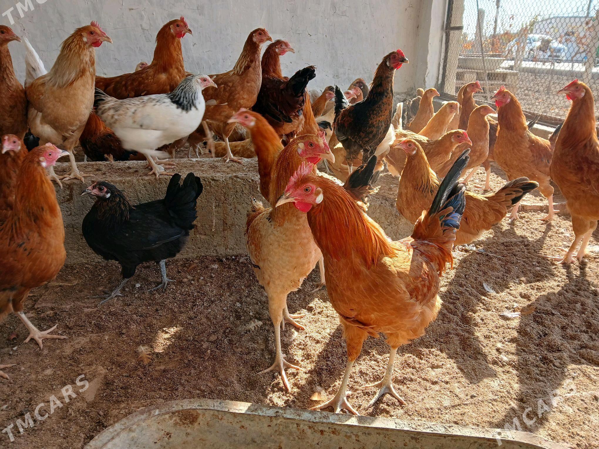 Towuk - Гёкдепе - img 3