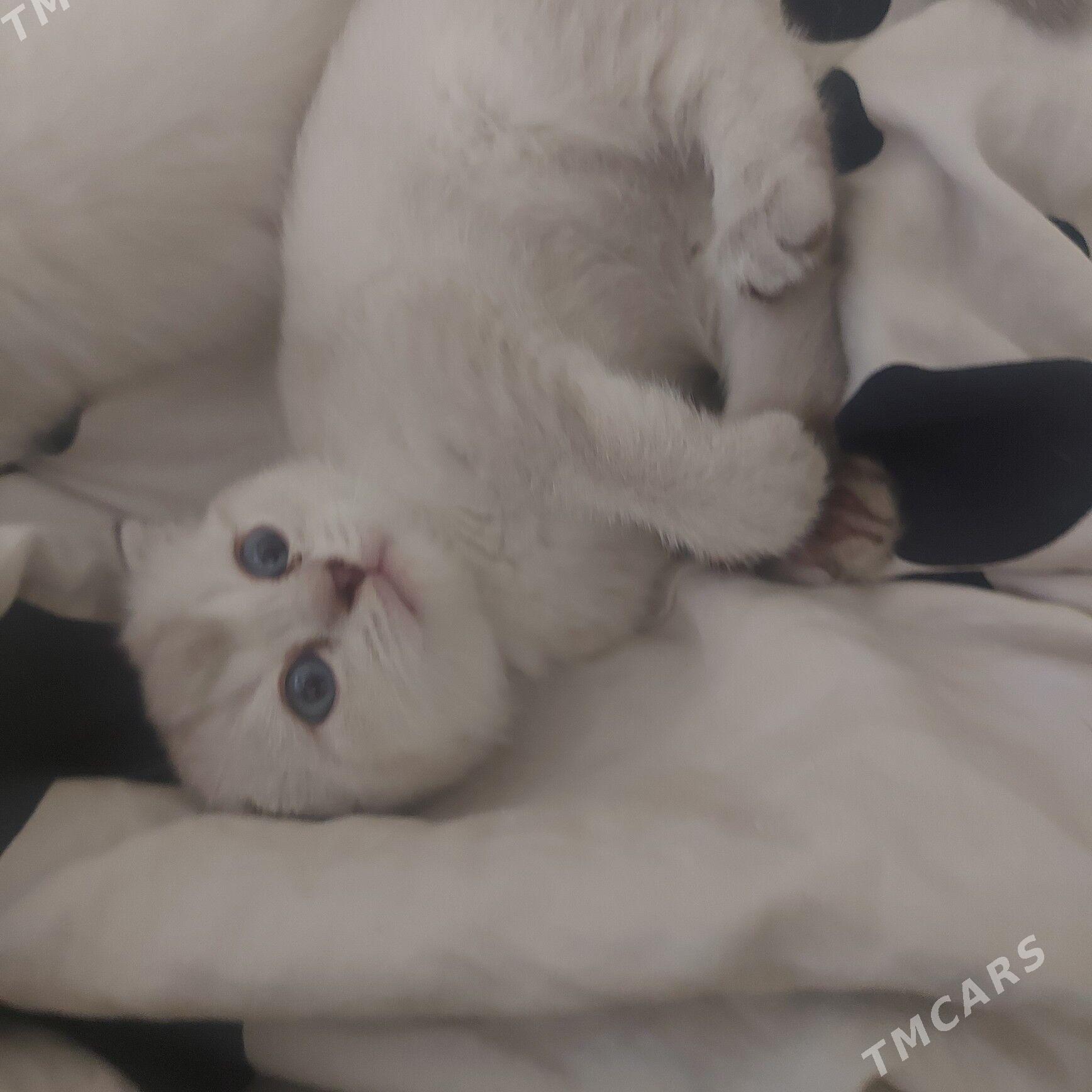 вислоухие котята - Ашхабад - img 5