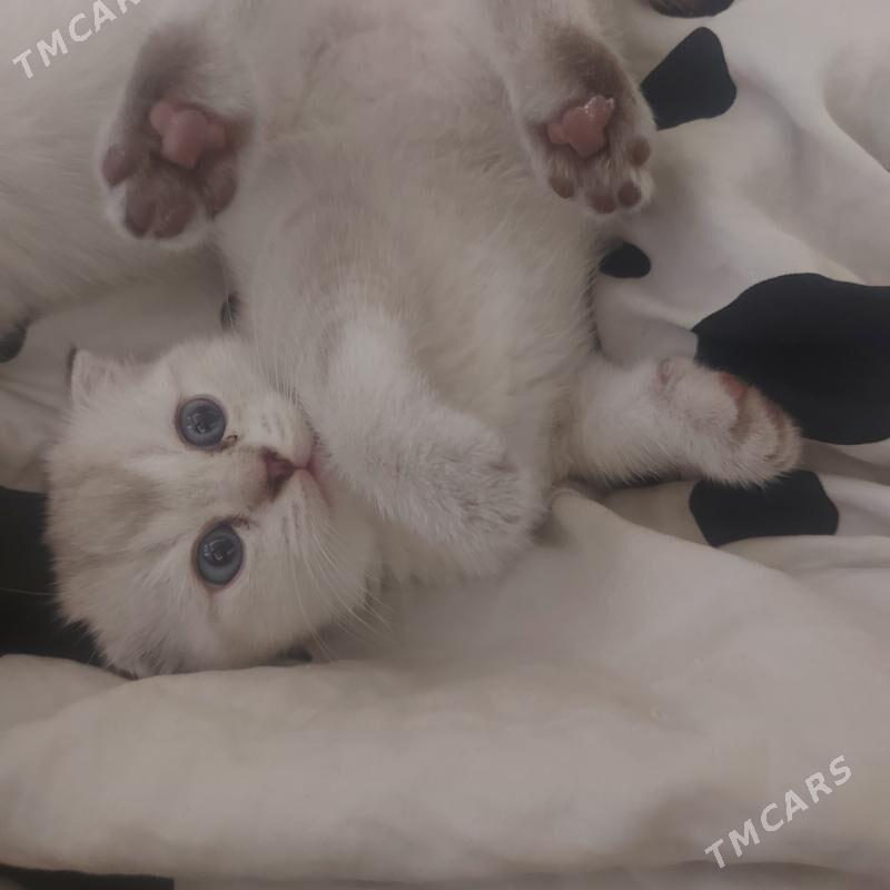 вислоухие котята - Ашхабад - img 2