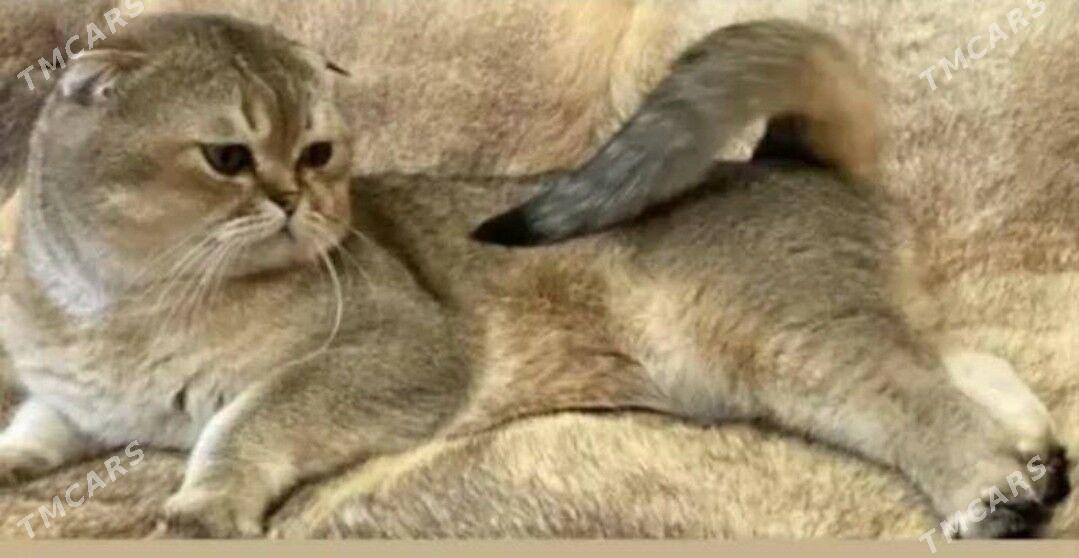 вислоухие котята - Ашхабад - img 9