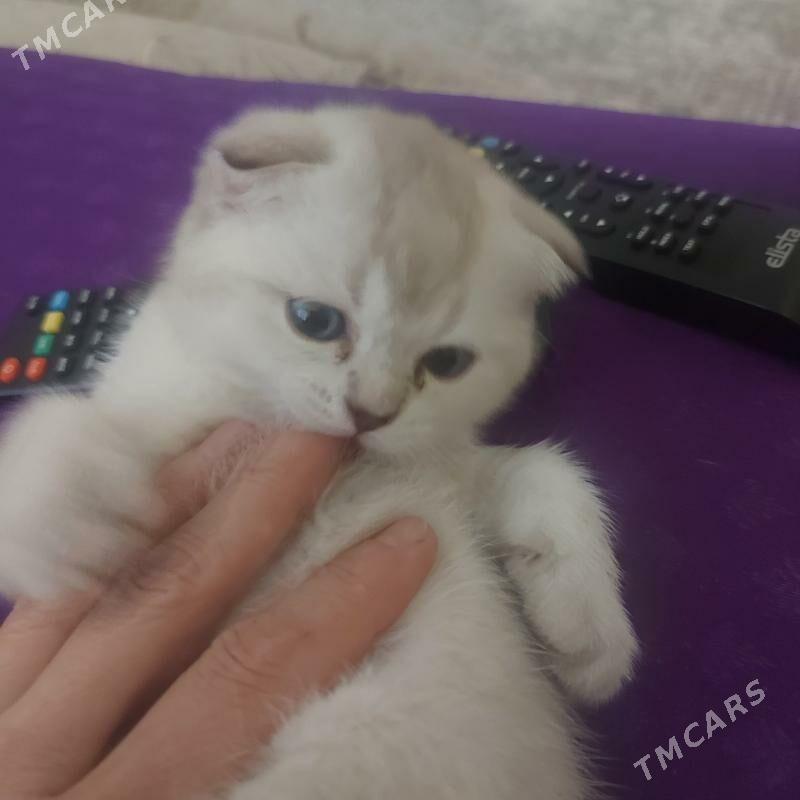 вислоухие котята - Ашхабад - img 6