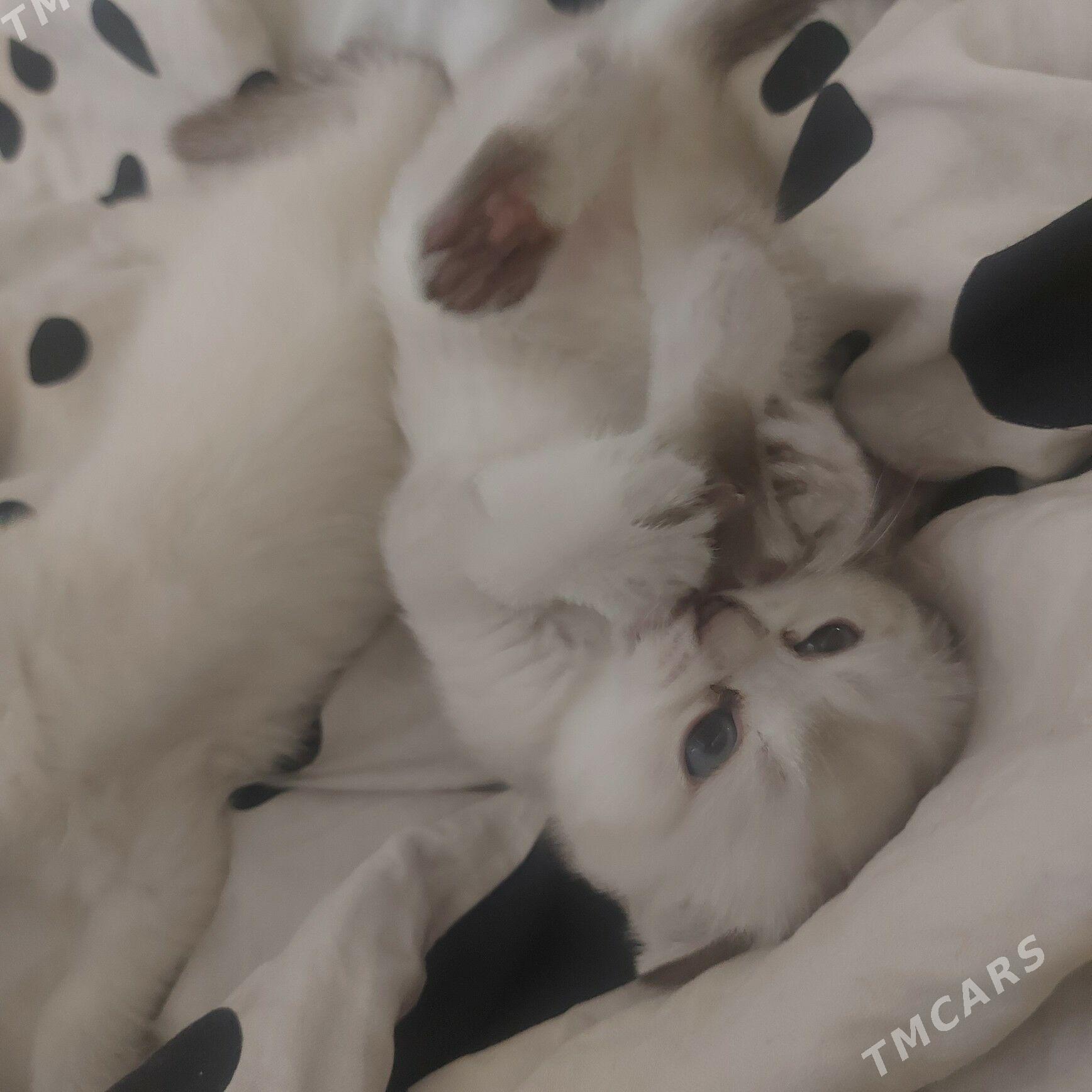 вислоухие котята - Ашхабад - img 4