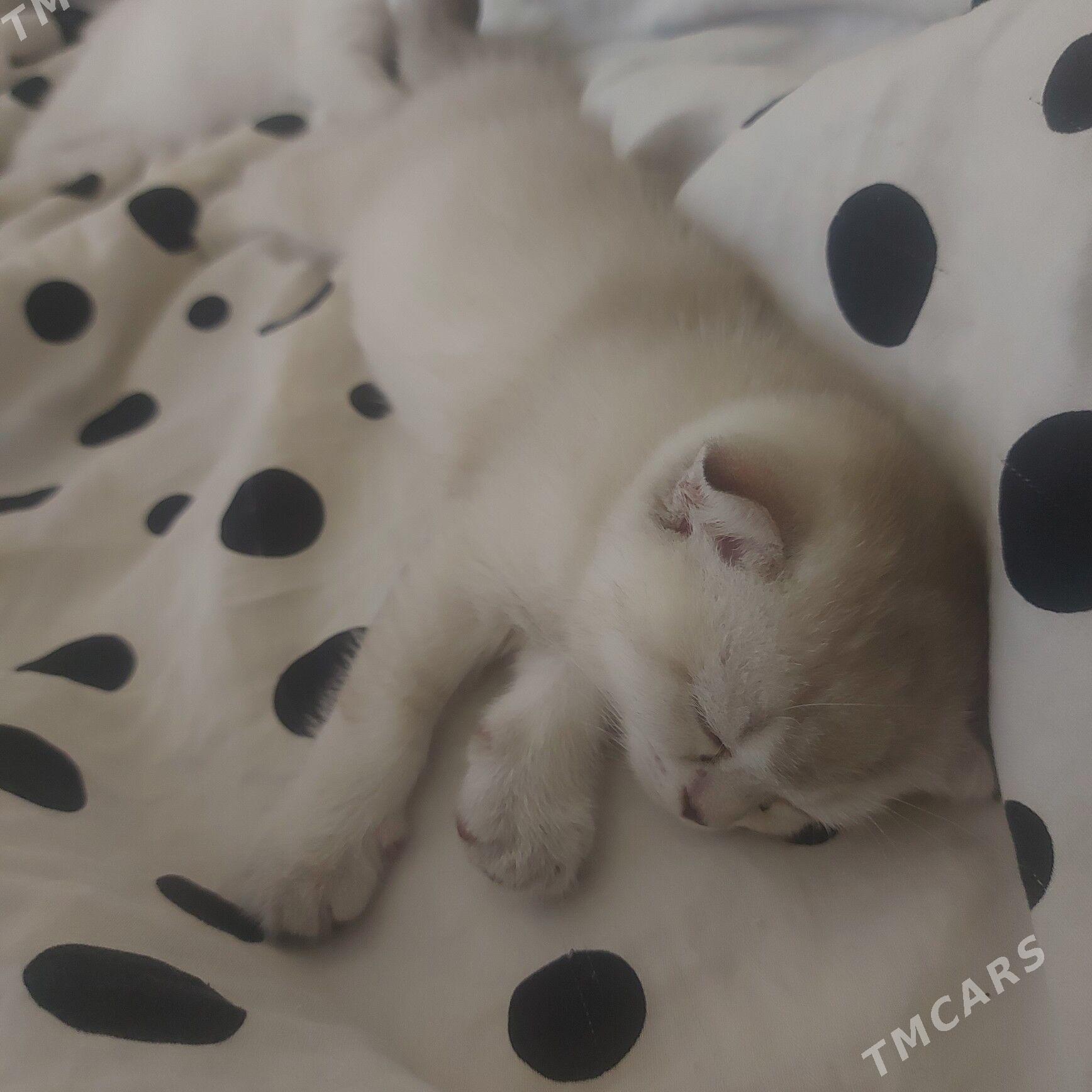 вислоухие котята - Ашхабад - img 8