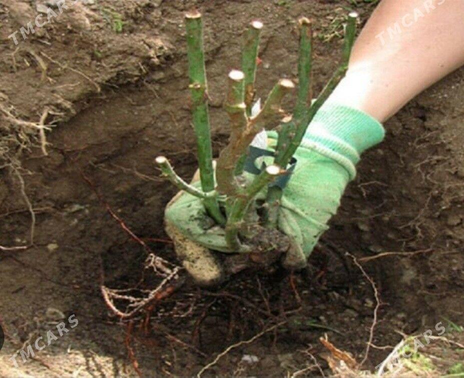 roza - Aşgabat - img 3