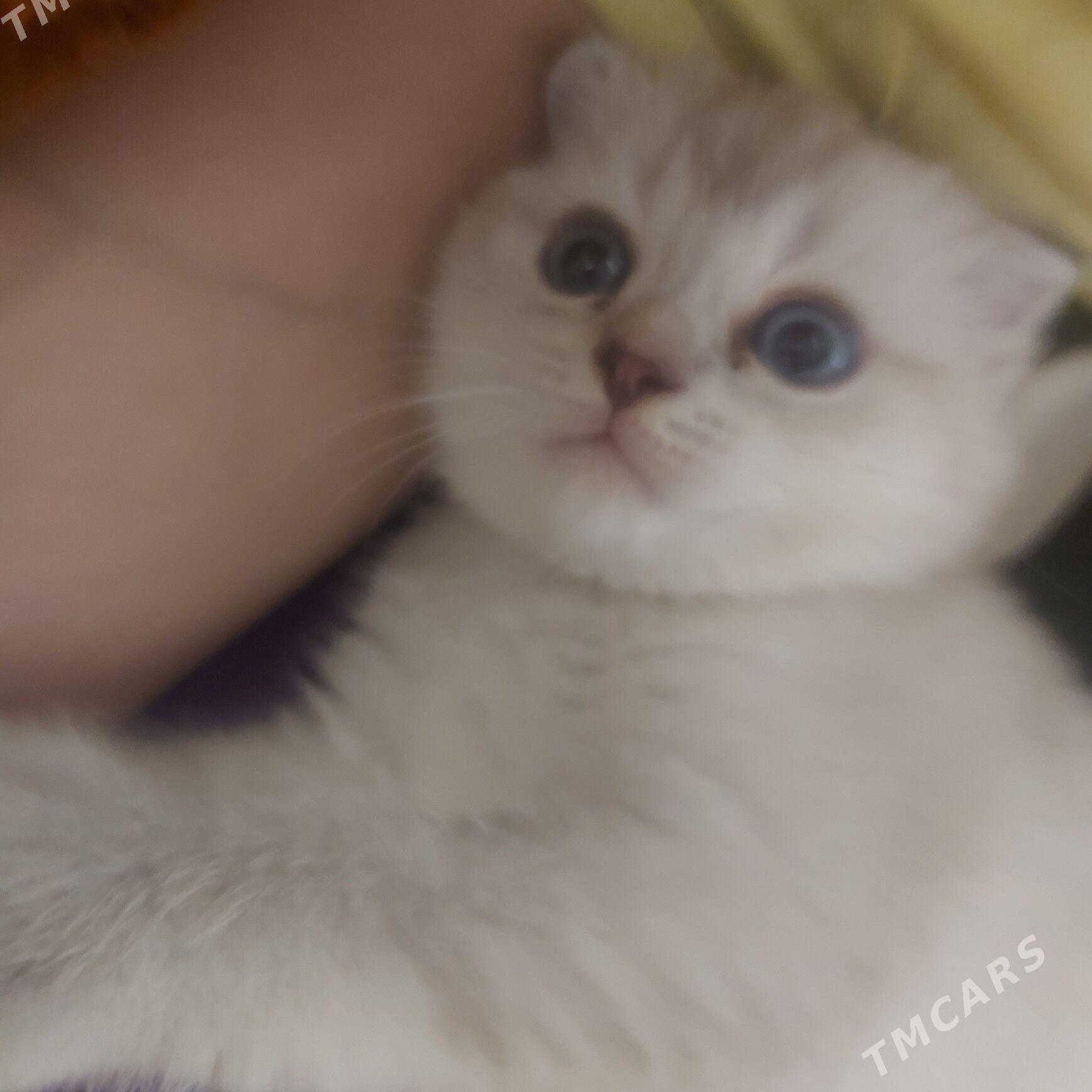 вислоухие котята - Ашхабад - img 7