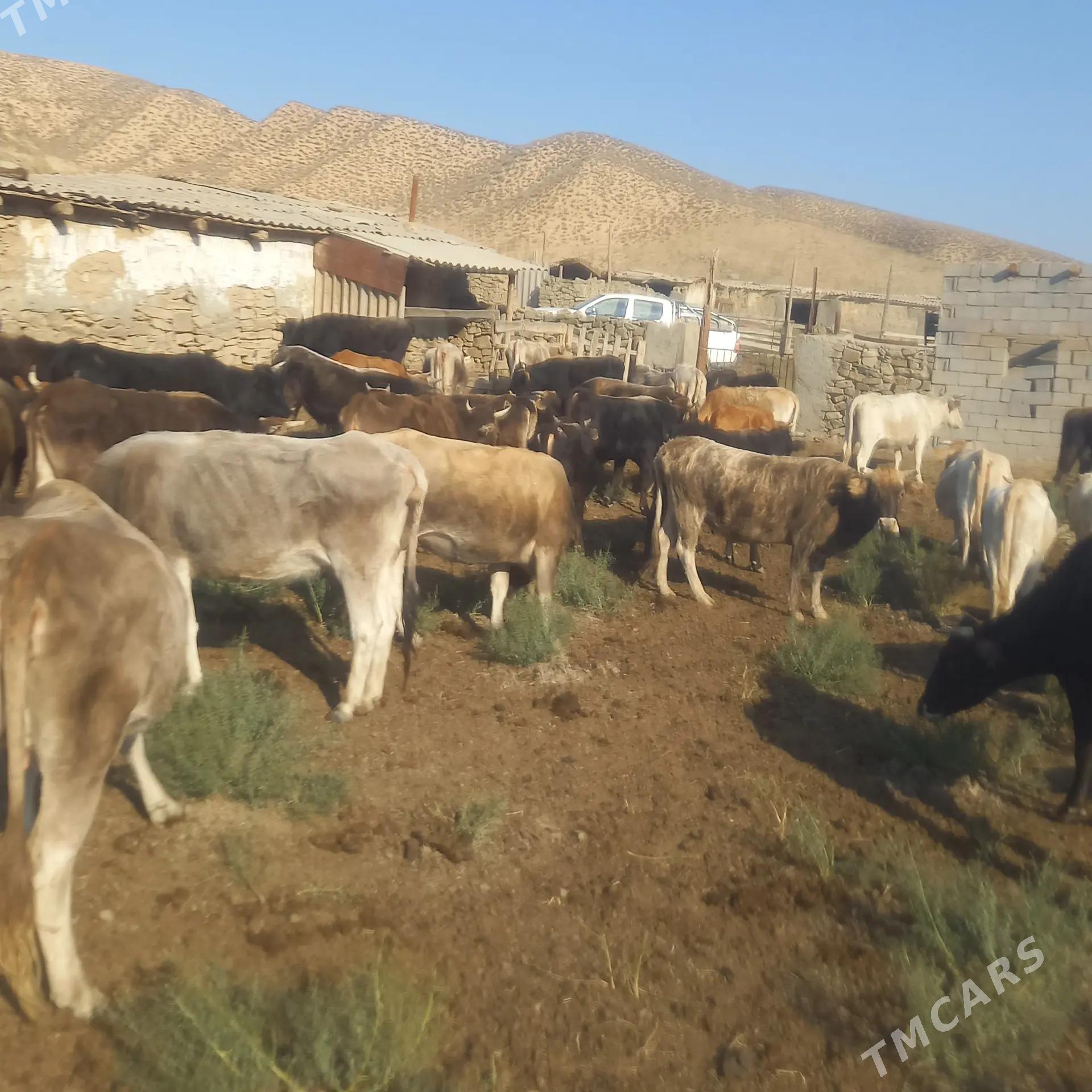 Öküzler we Sygyrlar. - Bäherden - img 4