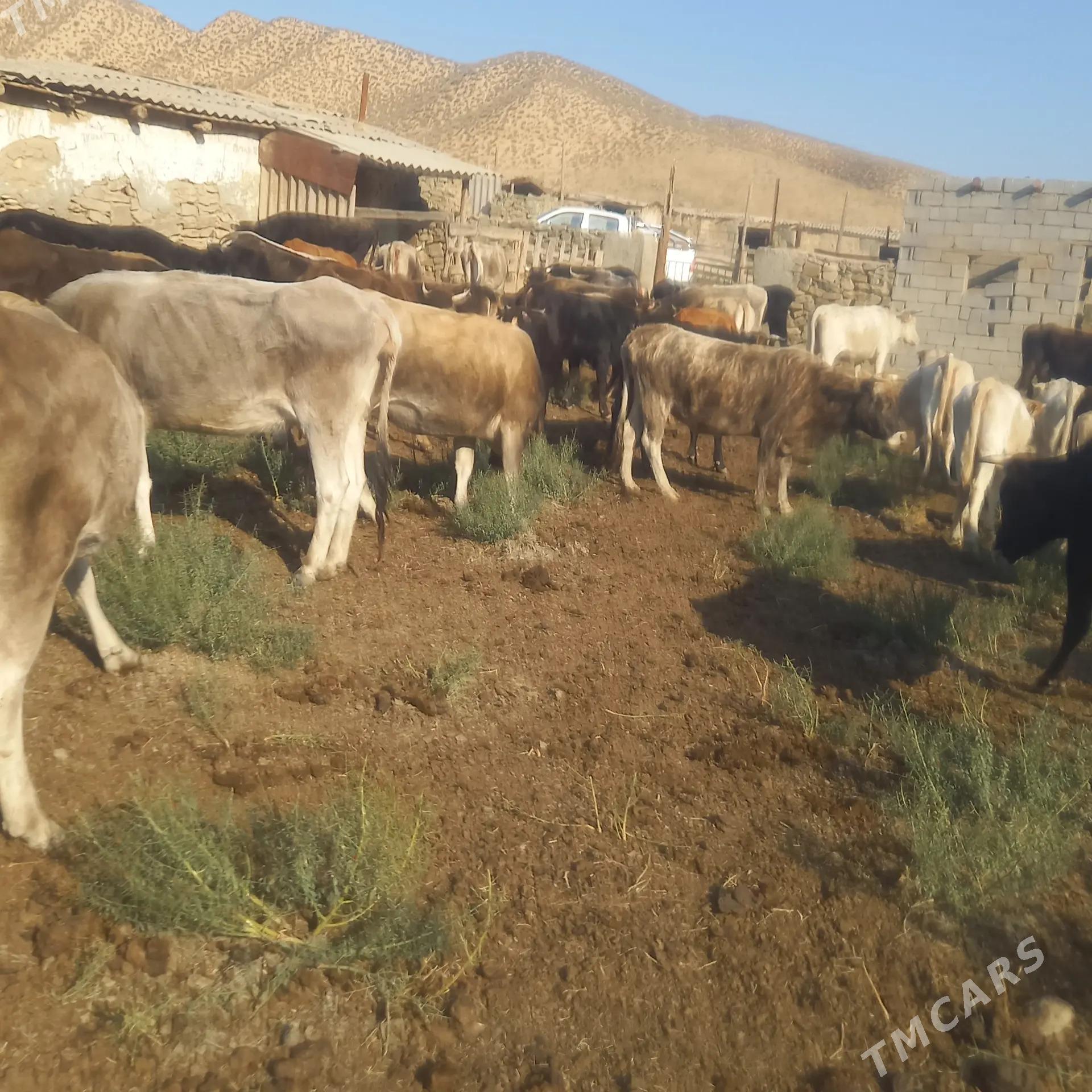 Öküzler we Sygyrlar. - Bäherden - img 6