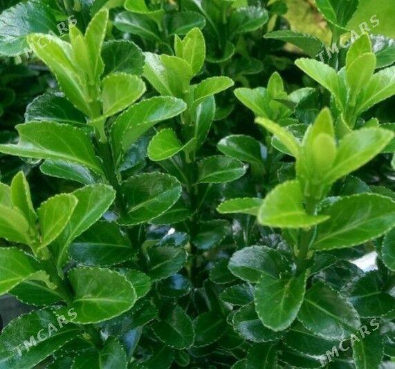 Bersklet - Aşgabat - img 1