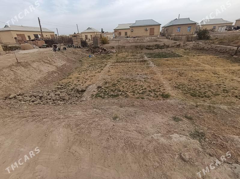 Satlykjaý - Sakarçäge - img 3