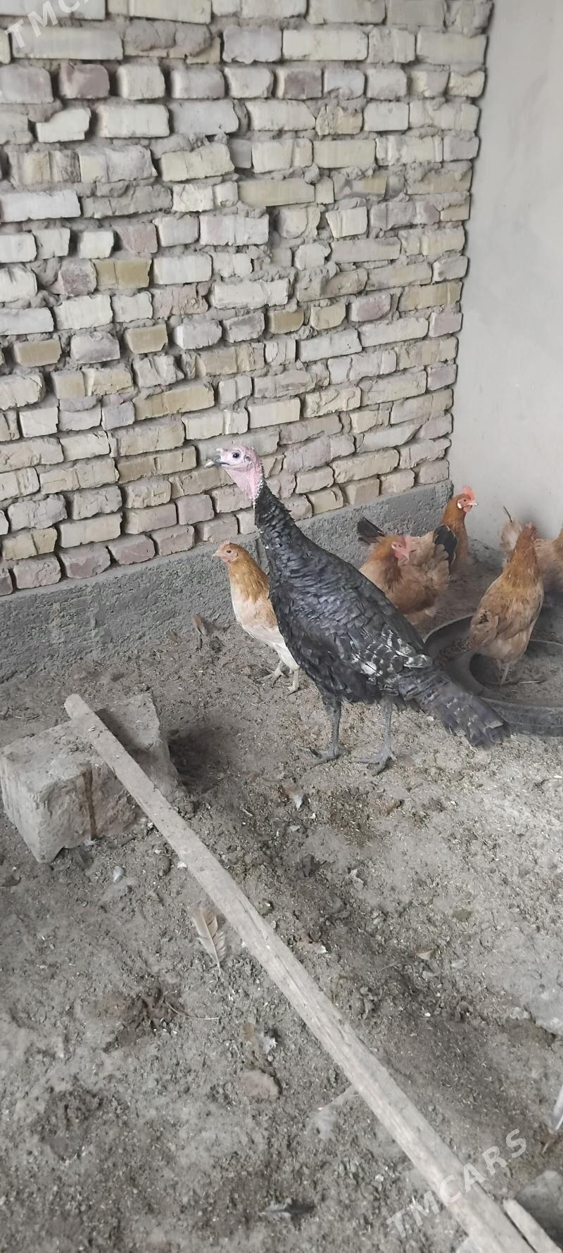 induk - Теджен - img 2