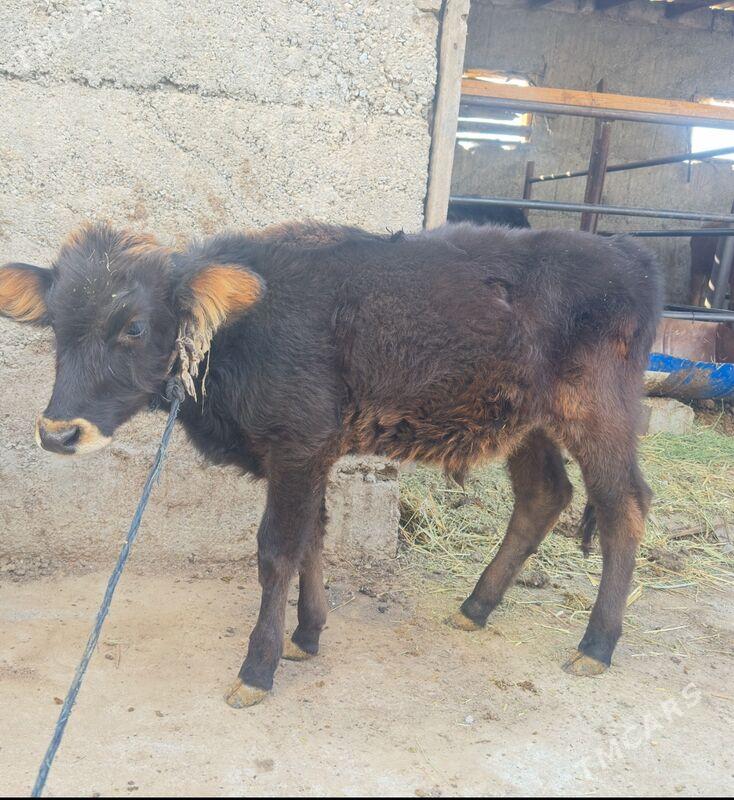 ökuz - Büzmeýin - img 3