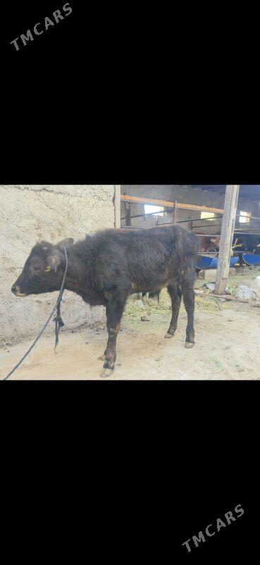 ökuz - Büzmeýin - img 2