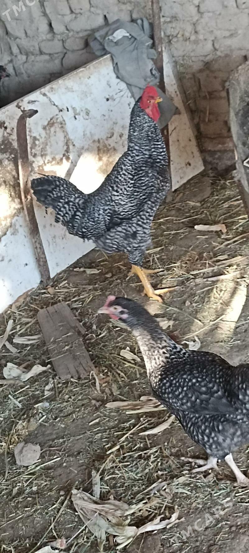 Gigant horaz - Türkmengala - img 3