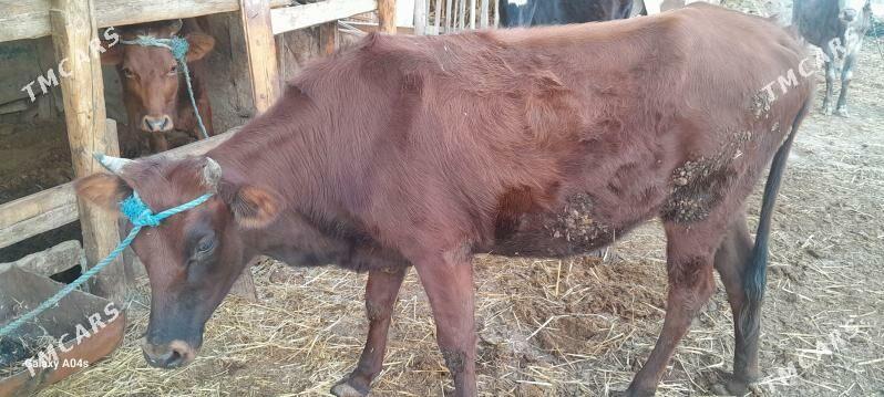 unajyn - Çärjew - img 4