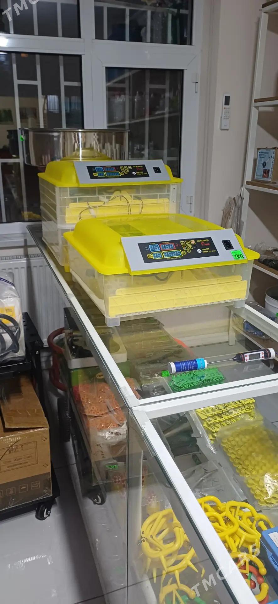 inkubator - Türkmenabat - img 2