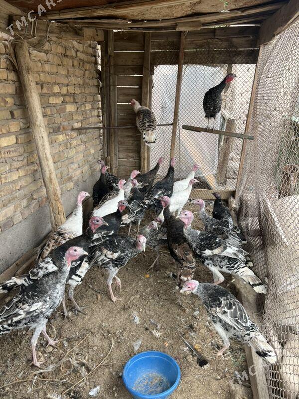 induk 8 aylyk - Türkmenabat - img 4