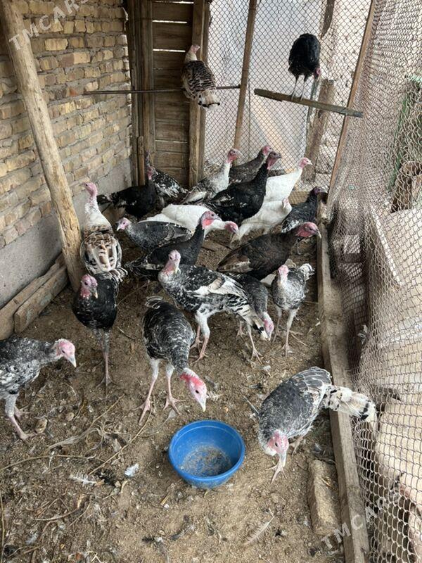 induk 8 aylyk - Türkmenabat - img 3