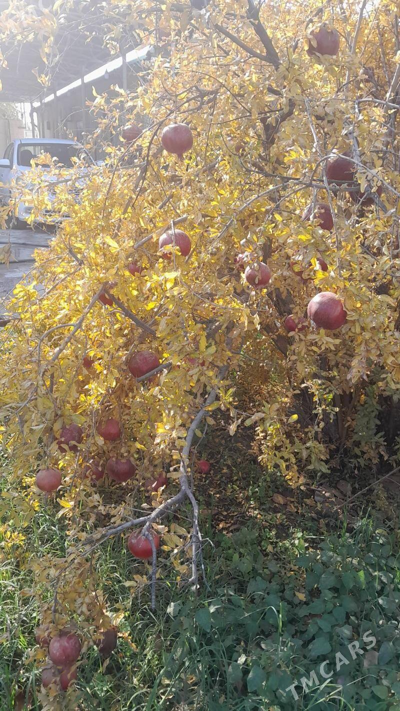 Nar Hurma - Гёкдепе - img 5