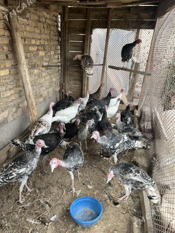 induk 8 aylyk - Türkmenabat - img 5