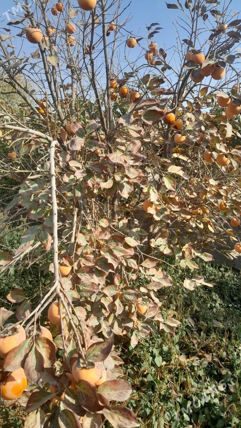 Nar Hurma - Гёкдепе - img 3