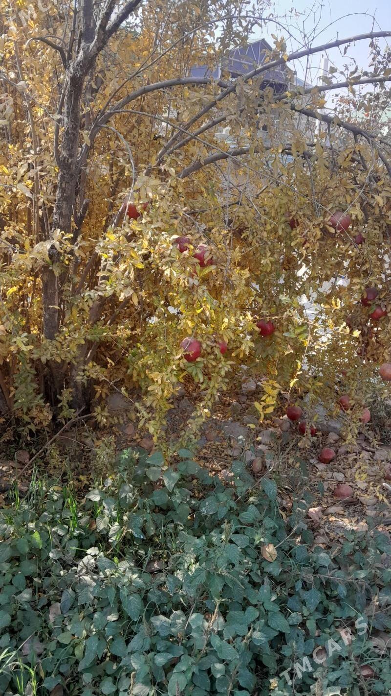 Nar Hurma - Гёкдепе - img 4