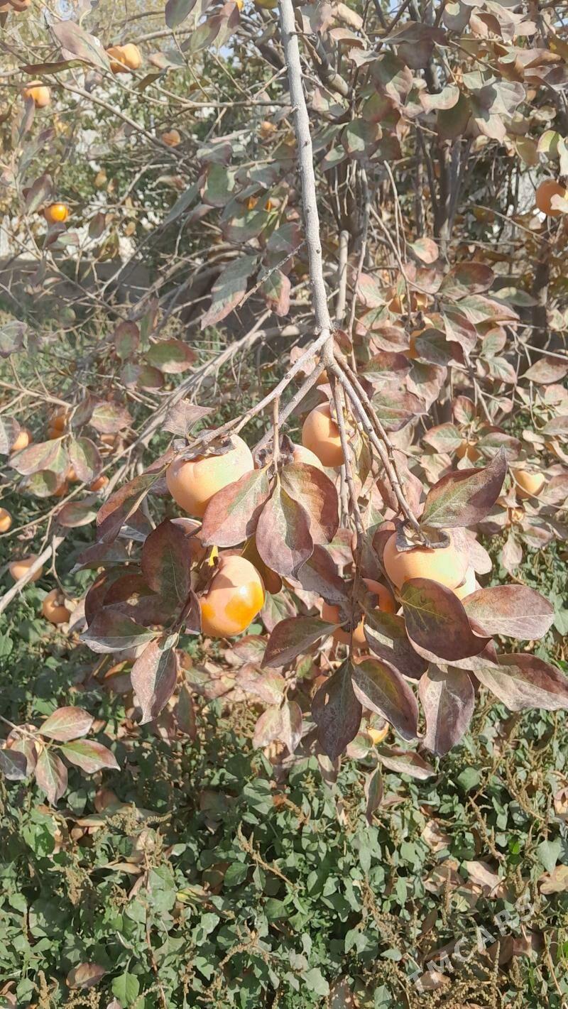 Nar Hurma - Гёкдепе - img 2