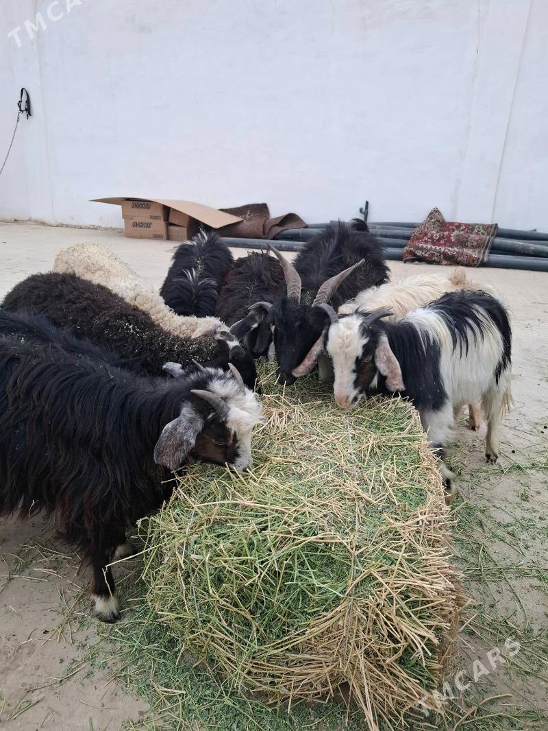 cebis goyun - Ак-Бугдайский этрап - img 3