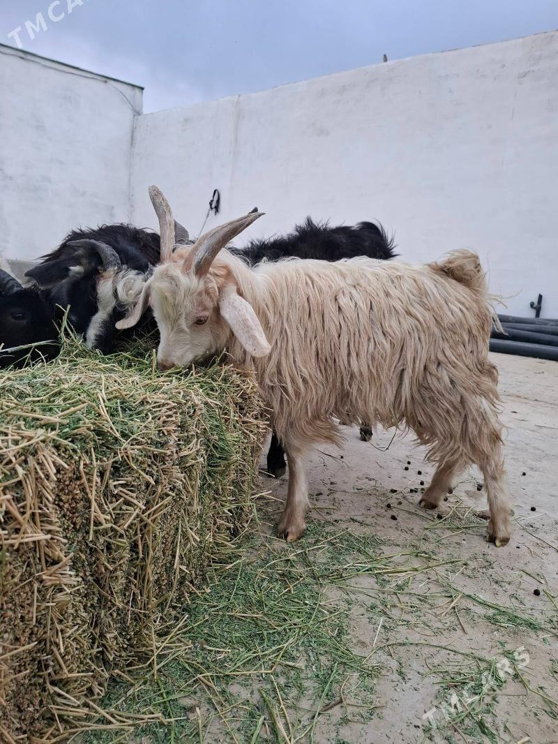 cebis goyun - Ак-Бугдайский этрап - img 2