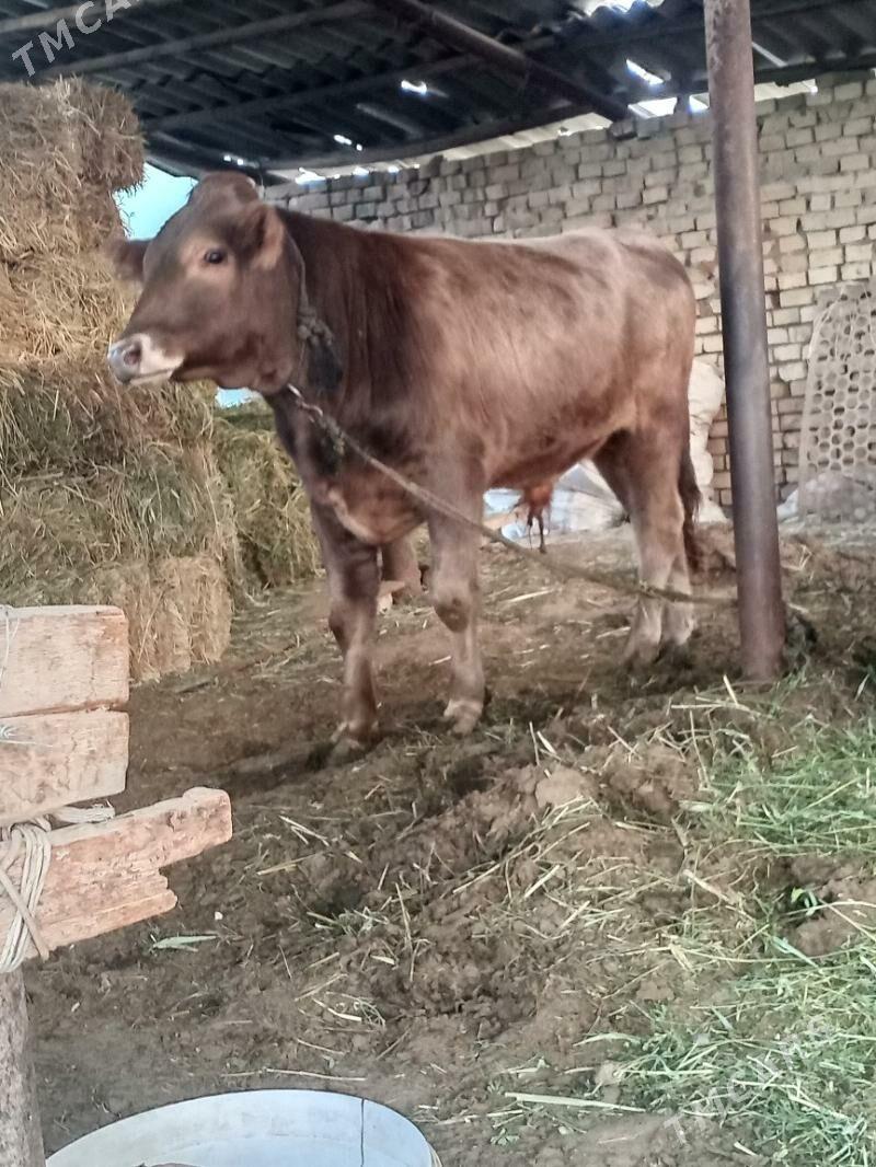 okuz - Änew - img 7