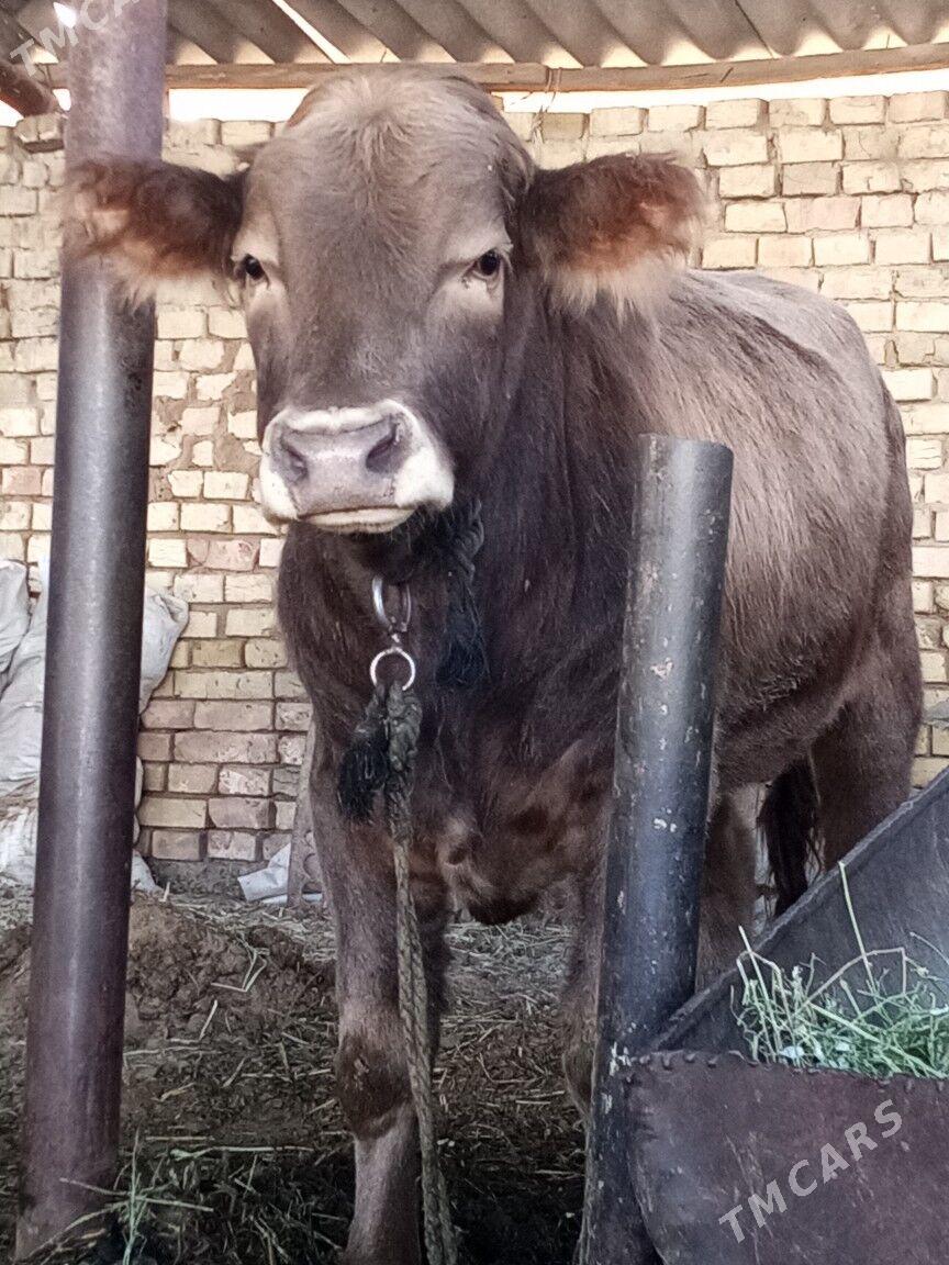 okuz - Änew - img 9