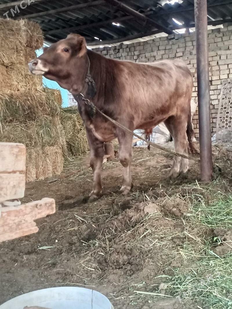 okuz - Änew - img 8