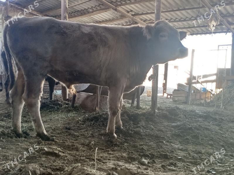 okuz - Änew - img 4