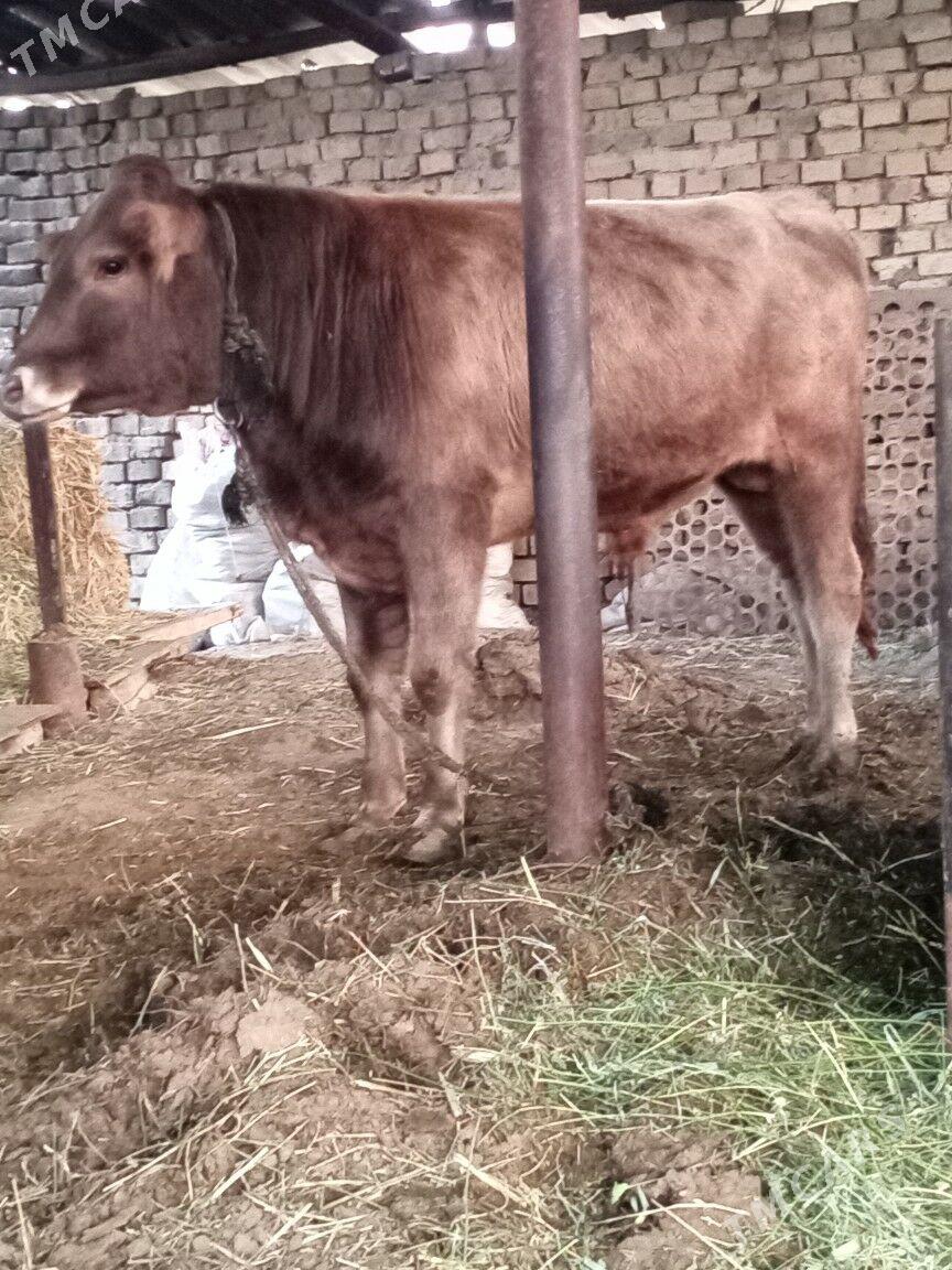 okuz - Änew - img 5