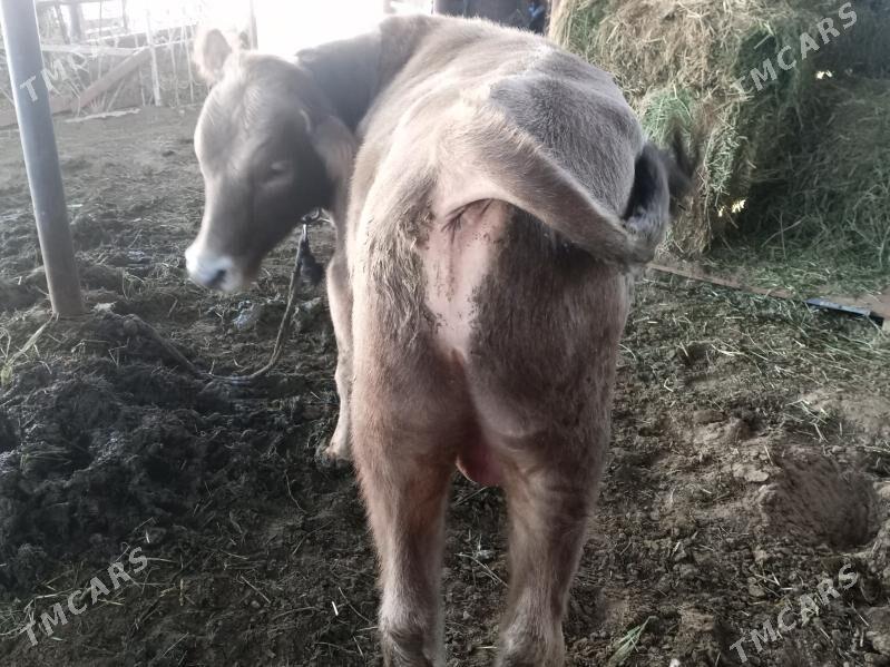 okuz - Änew - img 3