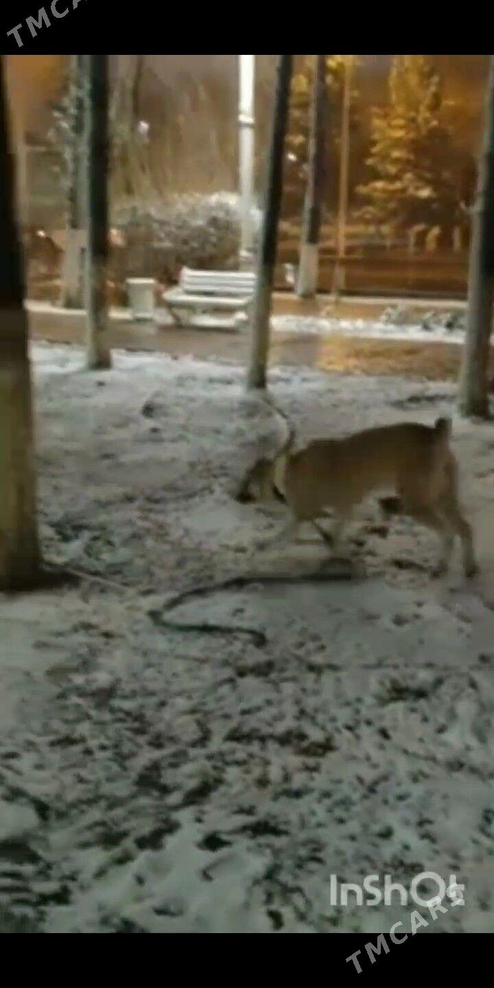 alabay - Ашхабад - img 2