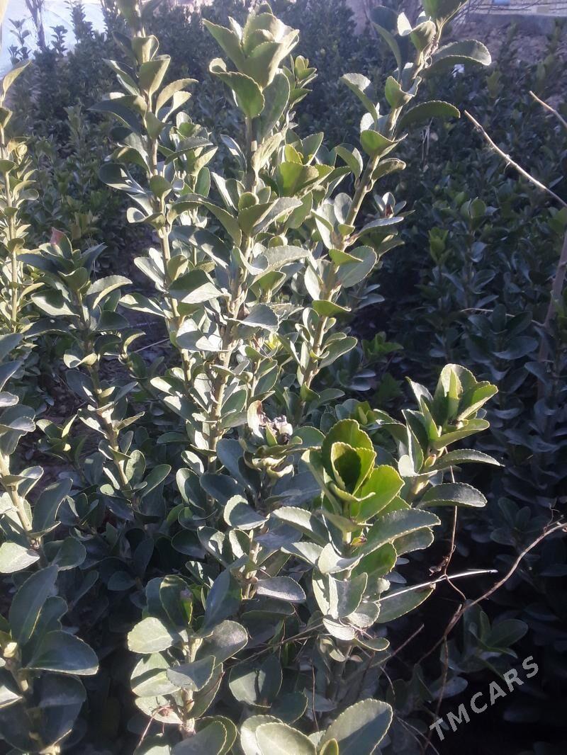 Nahallar - Векильбазар - img 2