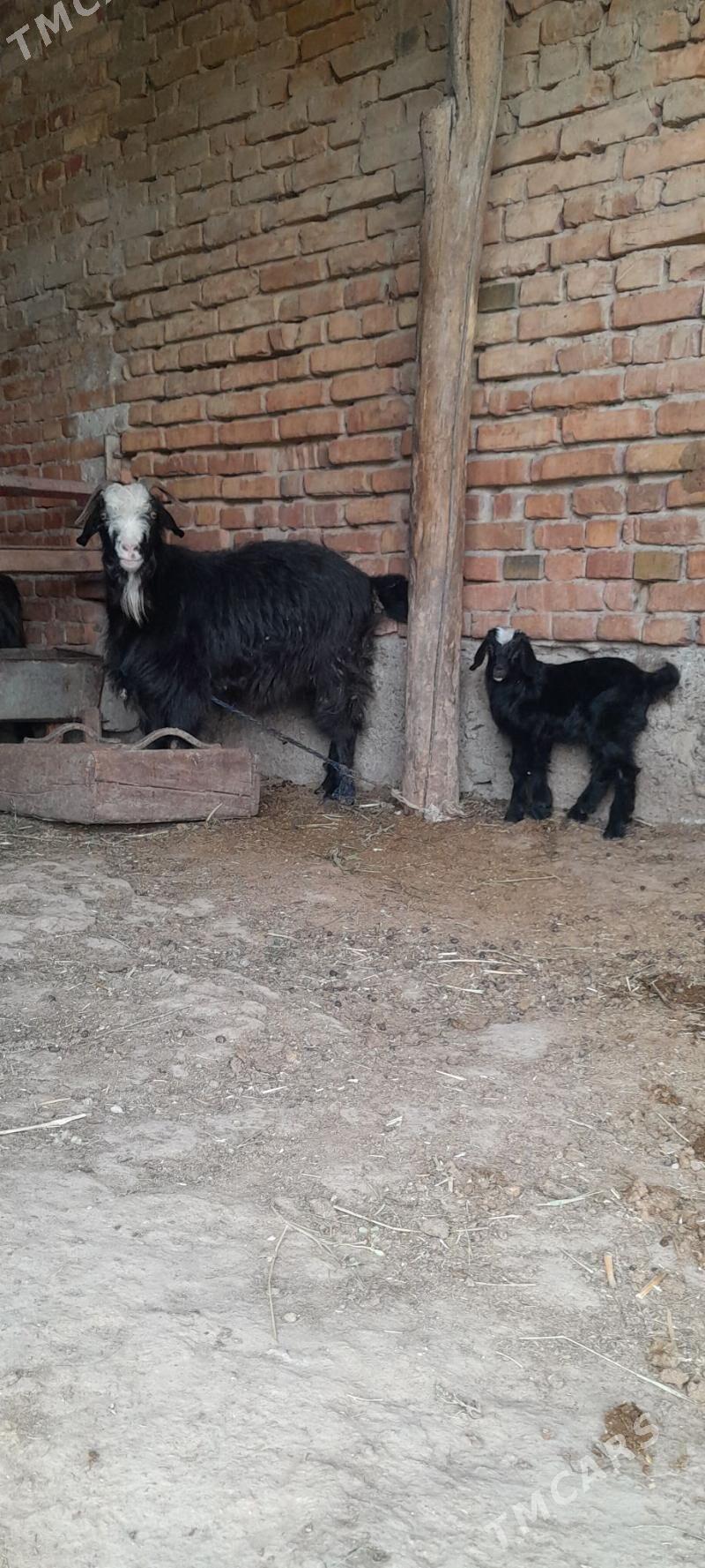 Owlakly geci - Bäherden - img 2